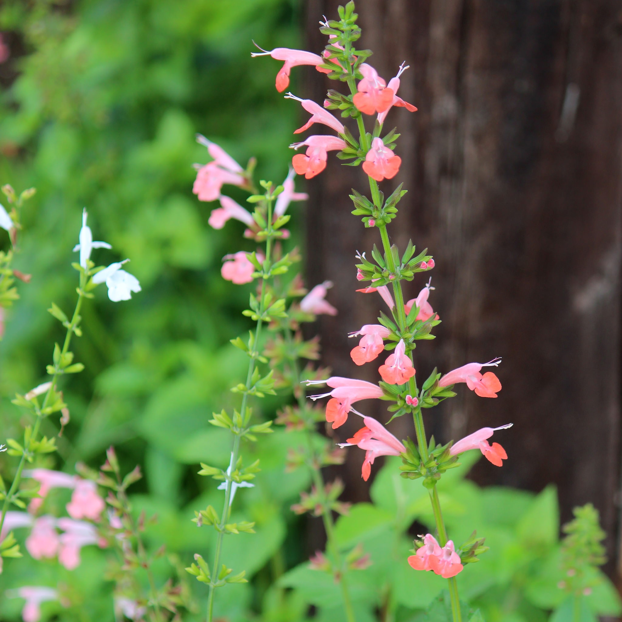 Salvia coccinea